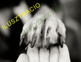 Menhelyek hirdetései - Ingyen elvihető kutya