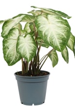 Caladium