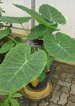 Colocasia