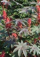 Ricinus