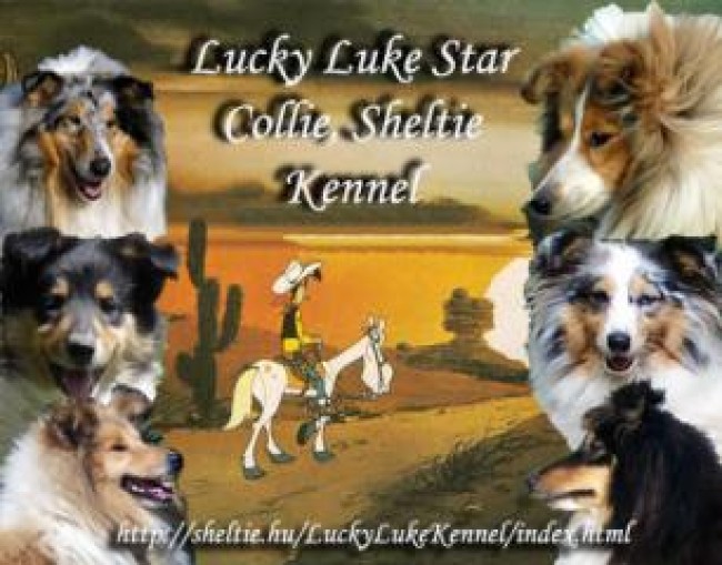 Collie rough / skót juhász