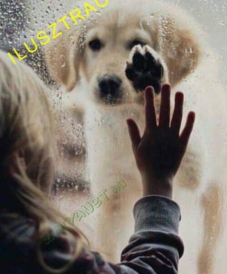 Menhelyek hirdetései - Ingyen elvihető kutya