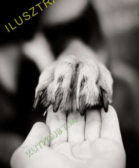 Menhelyek hirdetései - Ingyen elvihető kutya