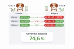 DNS-marker alapú genetikai összehasonlítás: a kalkulátor lokuszonként vizsgálja az allélek egyezését, majd százalékos formában összesíti a két kutya genetikai hasonlóságát.