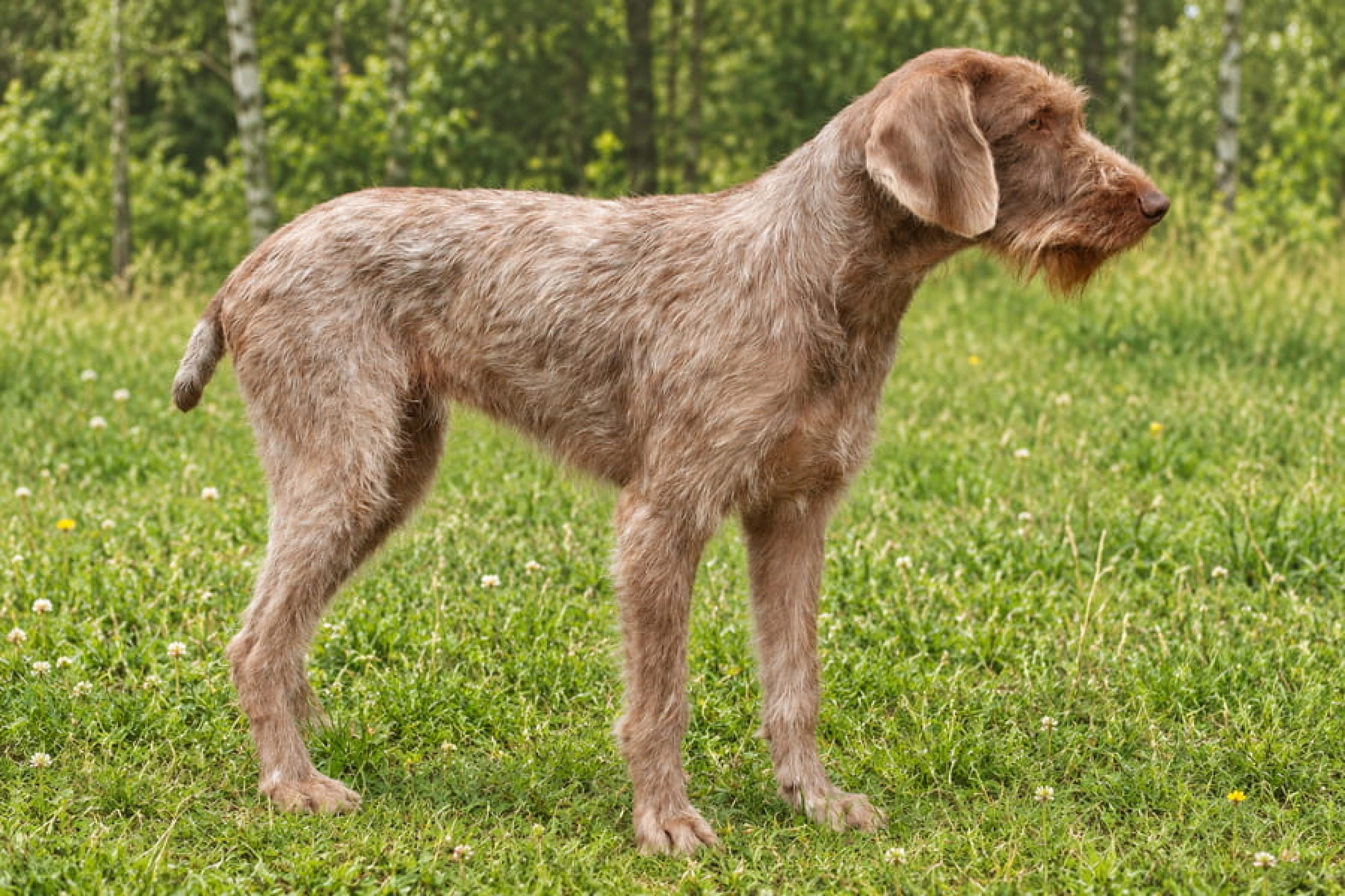 Szlovák drótszőrű vizsla