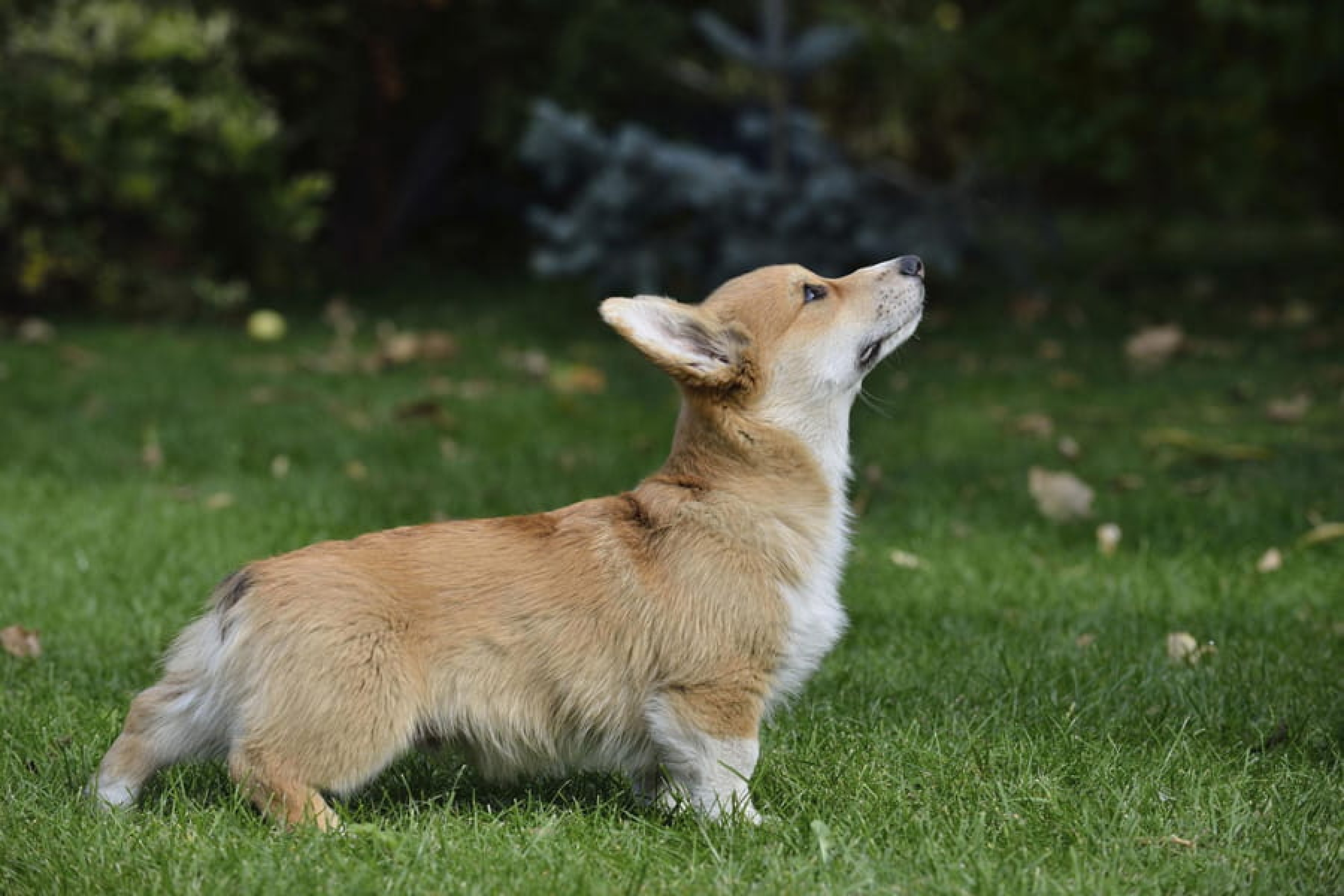 Pembroke welsh corgi