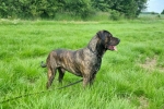 Kanári-szigeteki kutya (Presa Canario) kutyafajta