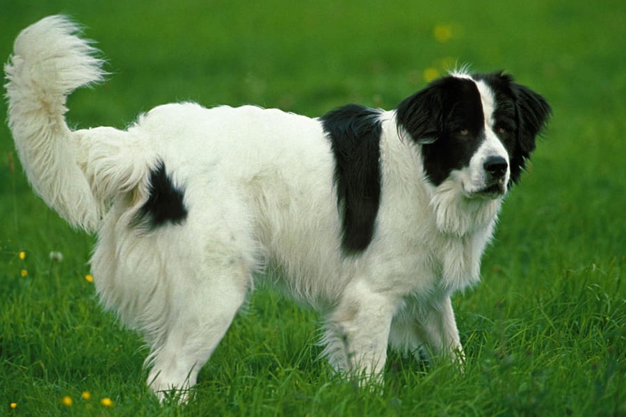 Landseer – fekete-fehér, vízimentő kutya
