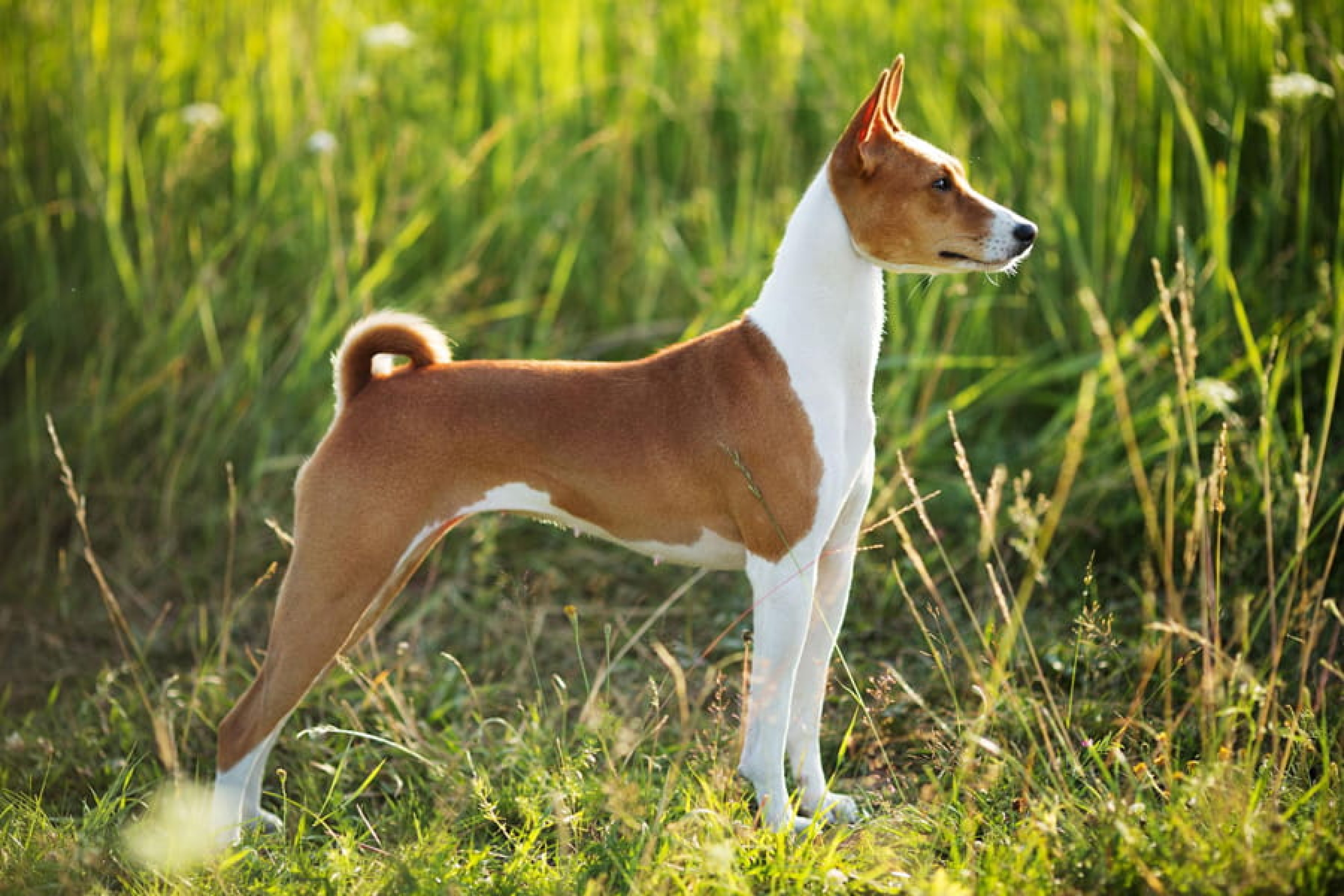 Basenji