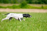 Angol pointer – rövid szőrű, gyors vadászkutya