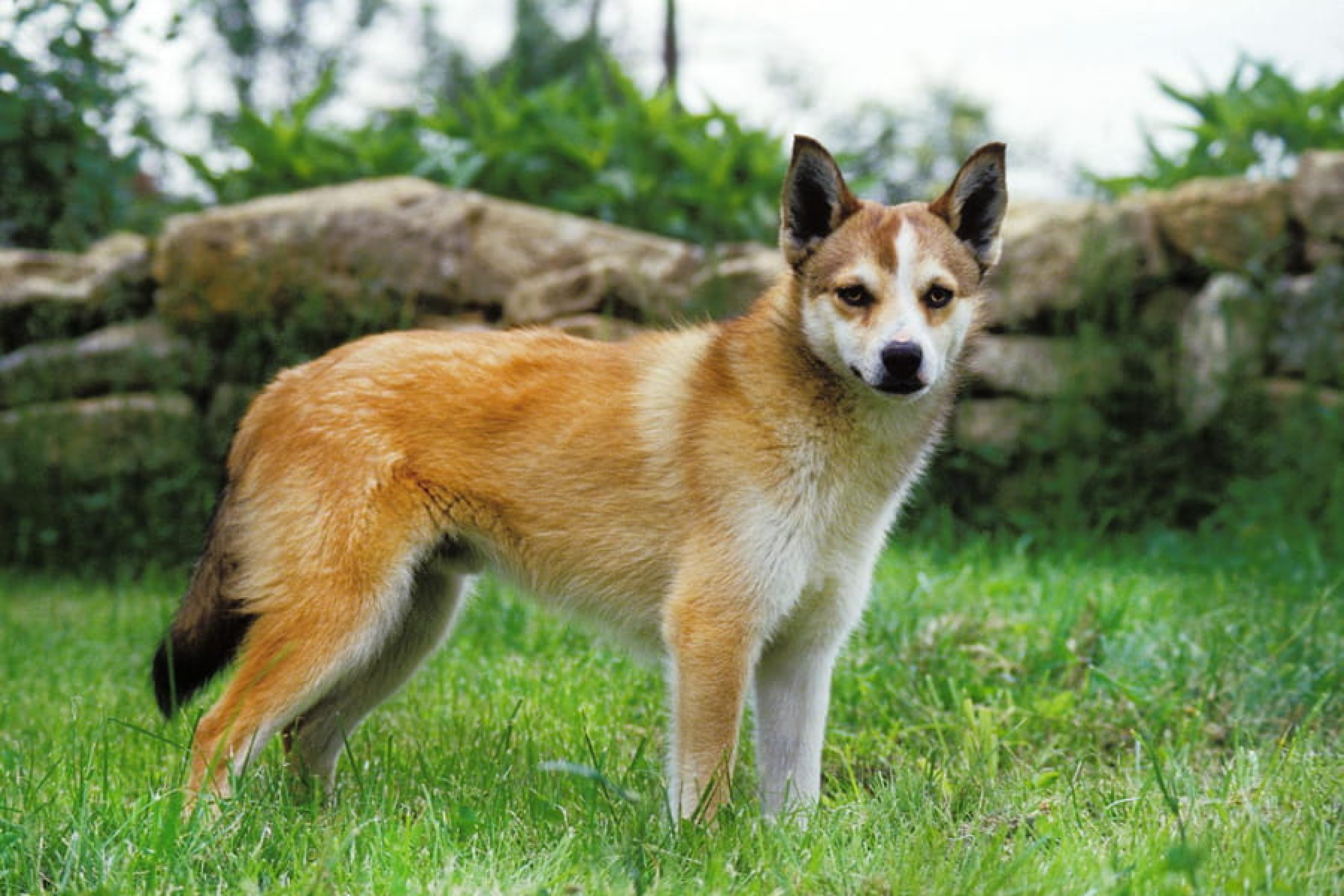 Norvég lundehund