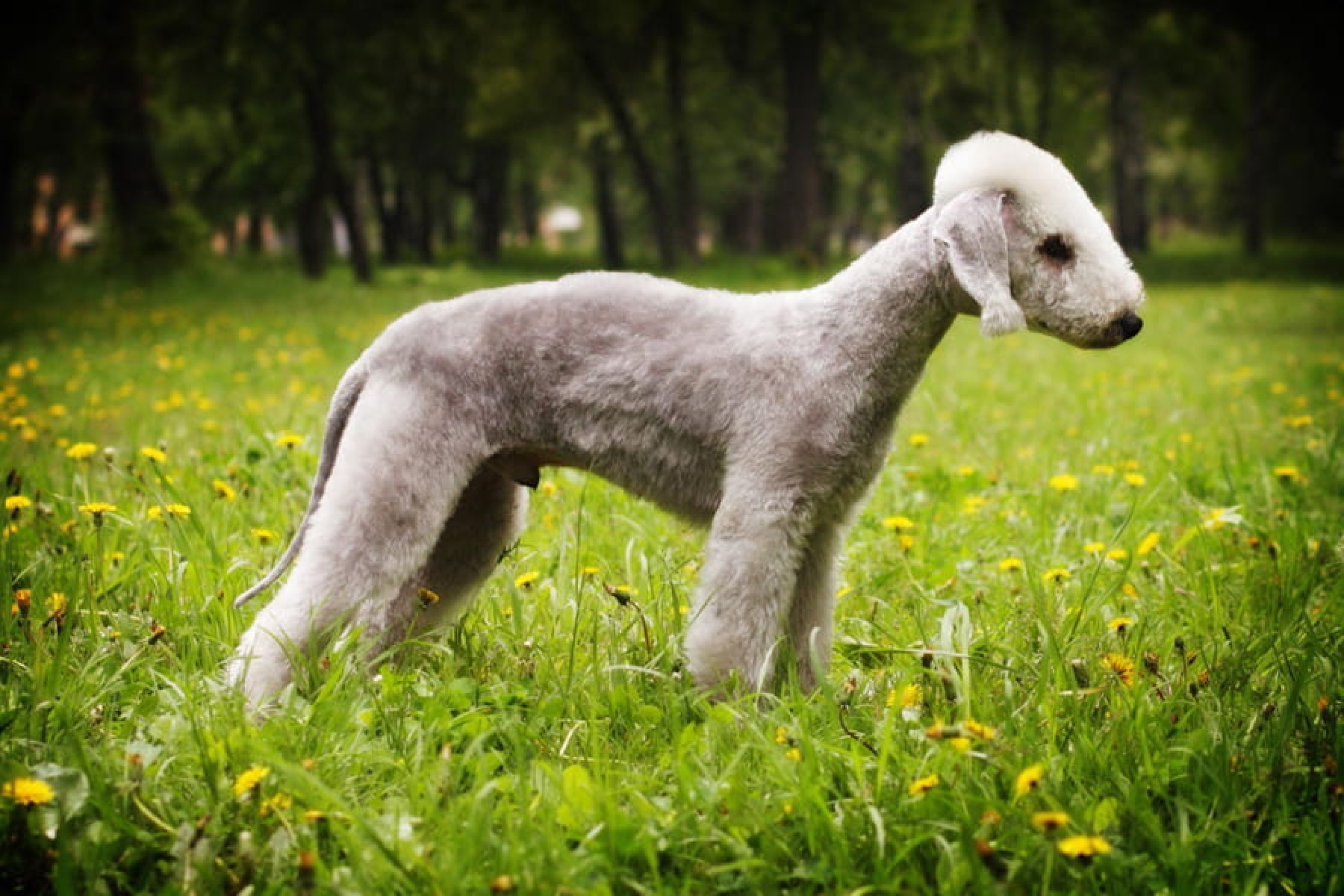 Bedlington terrier
