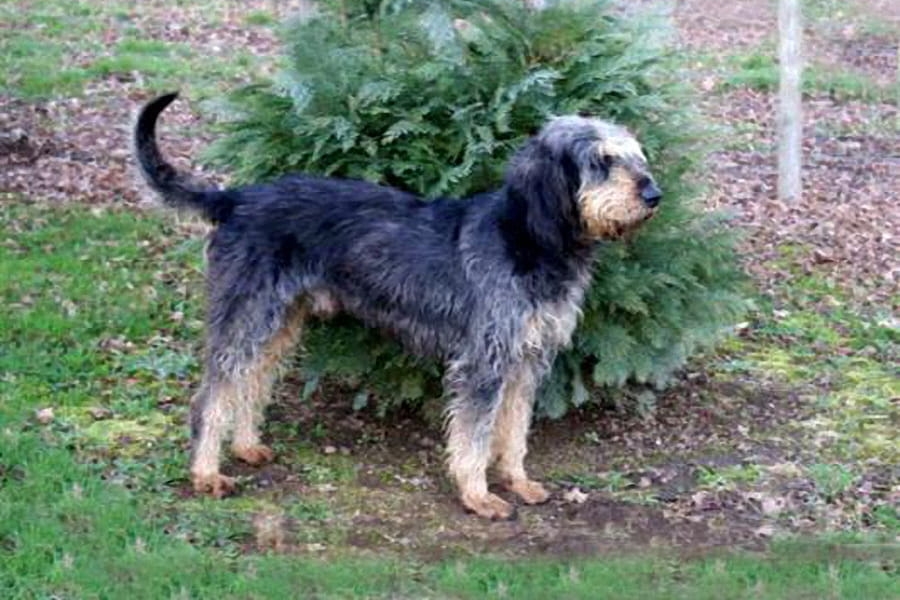 Griffon nivernais – drótszőrű, francia kopó