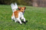Holland kacsavadász (Kooikerhondje) kutyafajta