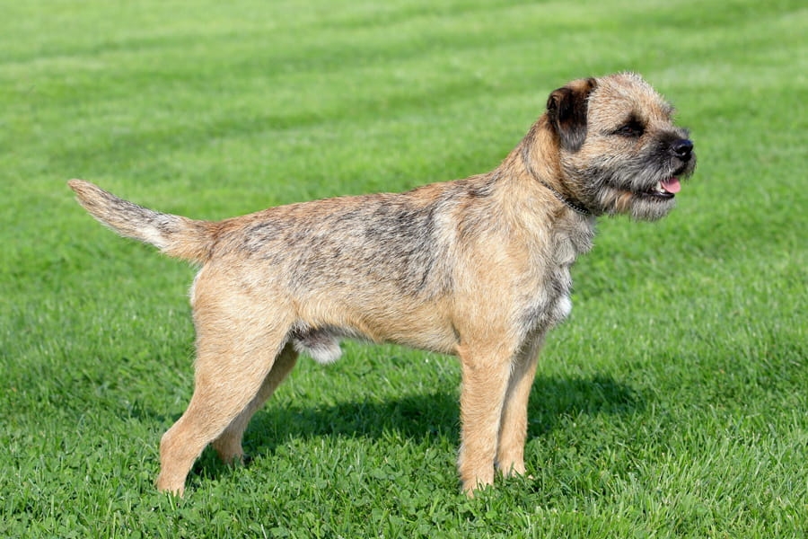 Border terrier – drótszőrű, munkabíró terrier