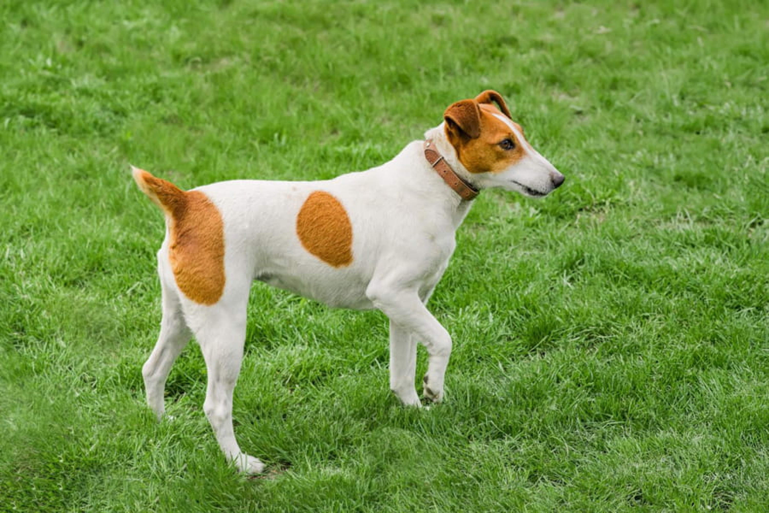 Rövidszőrű foxterrier