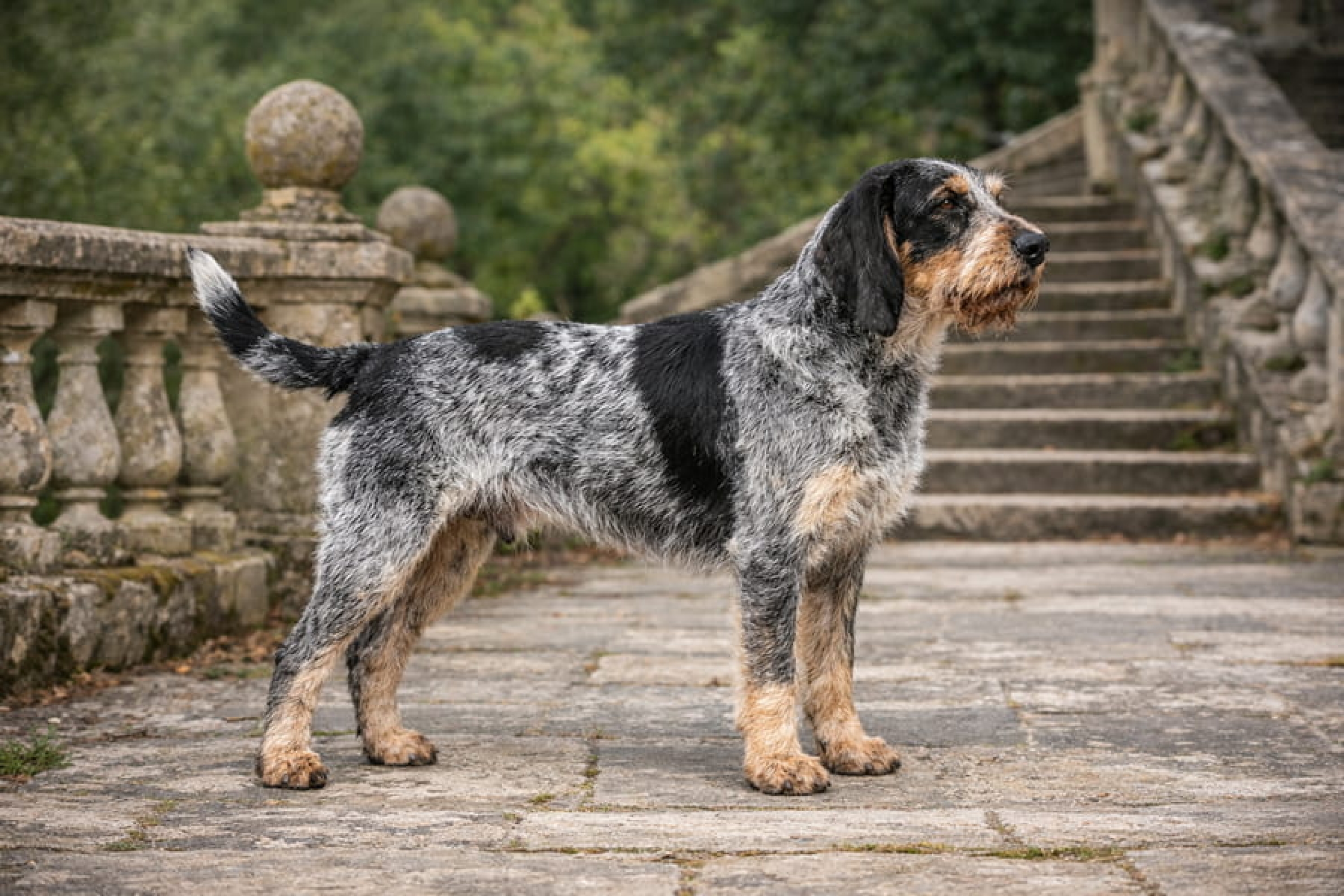 Nagy kék gascogne-i kopó