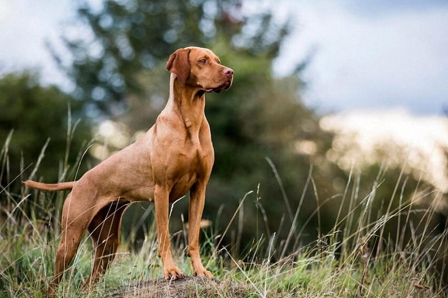 Magyar vizsla kutyafajta