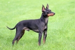 Angol toy terrier – kistestű, fekete-cser terrier