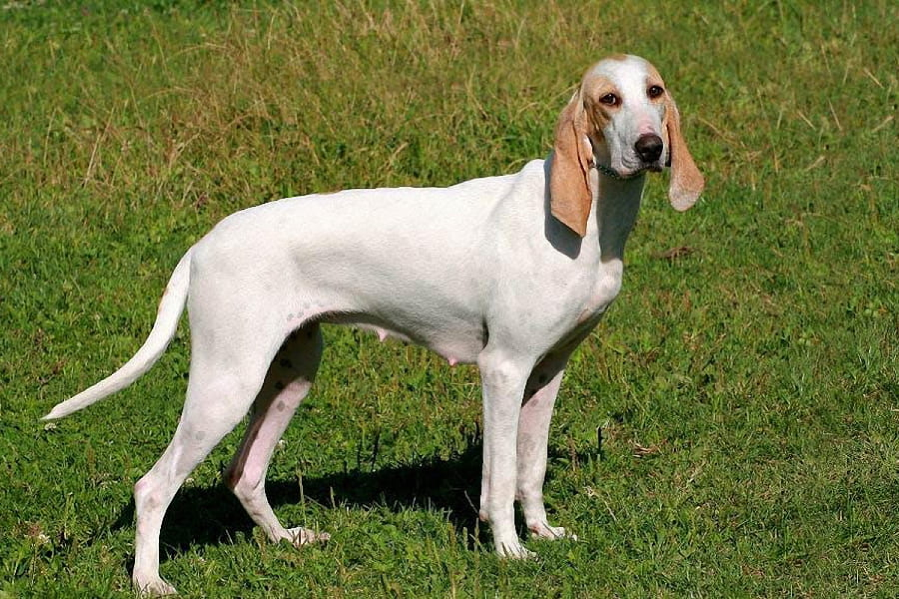 Porcelaine (porcelaine kopó)