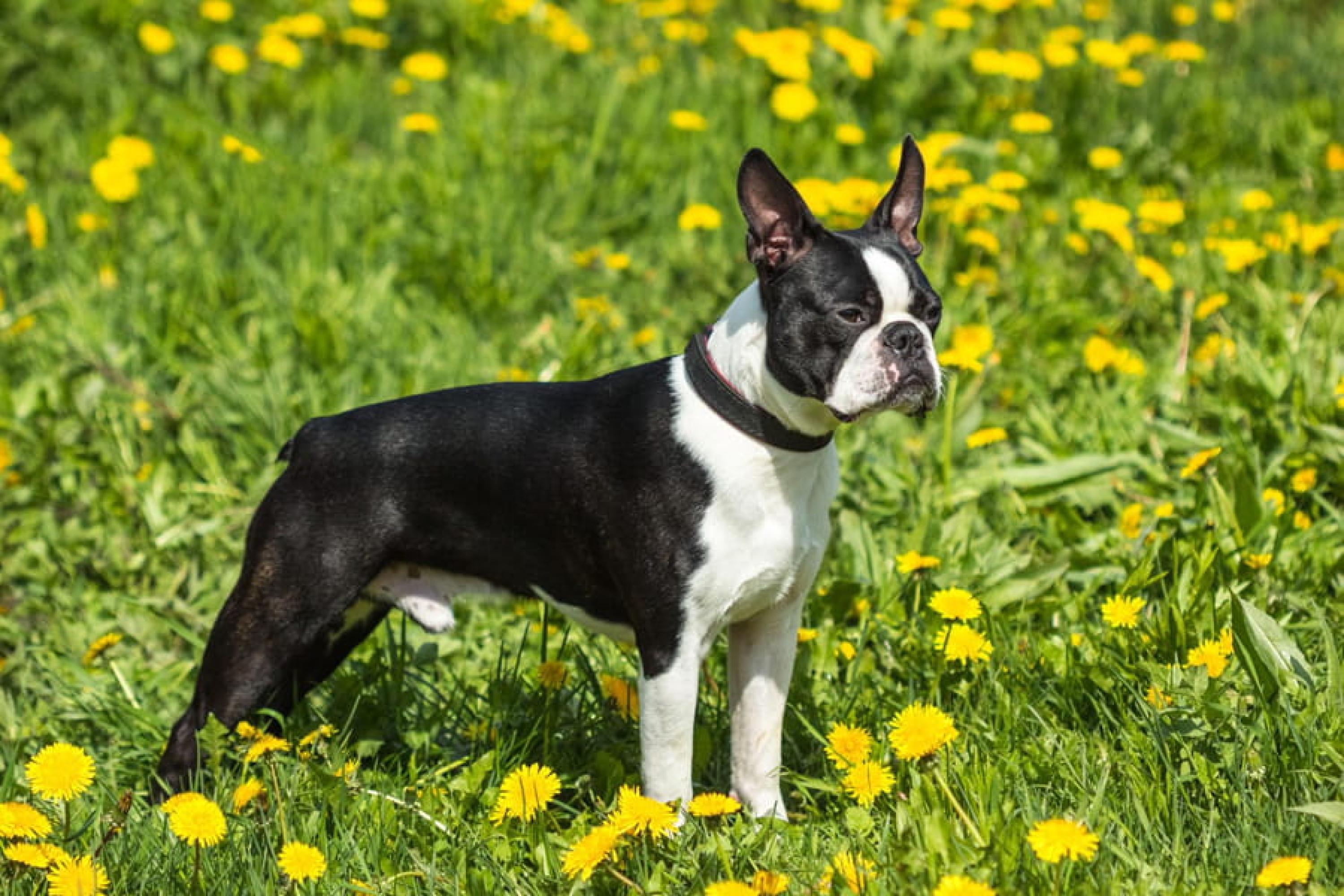 Boston terrier