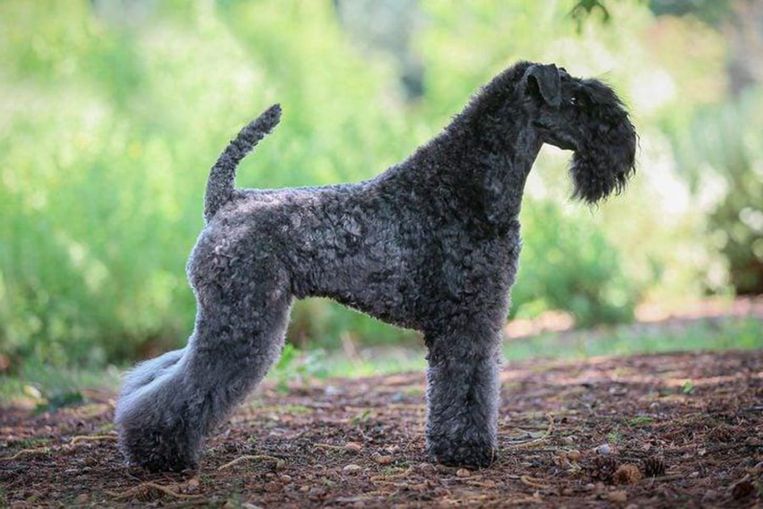 Kerry blue terrier