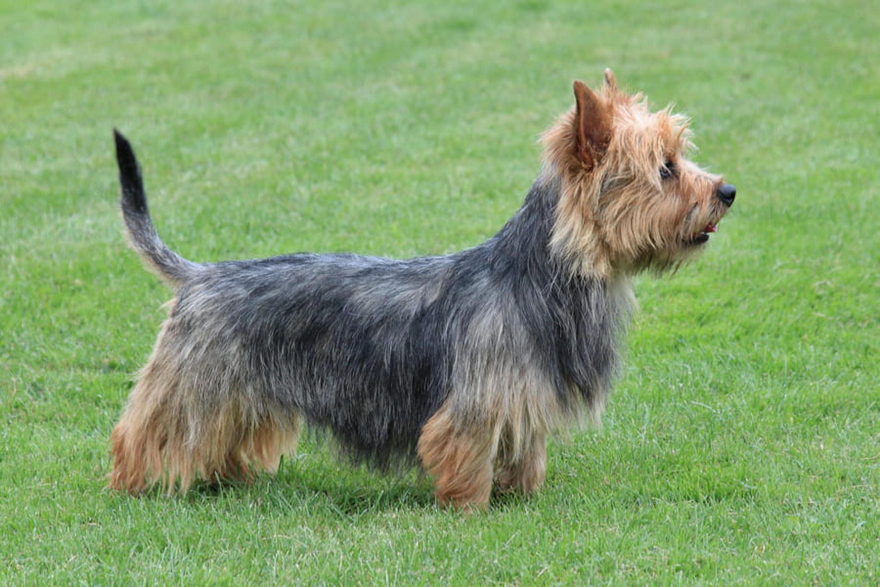 Ausztrál terrier