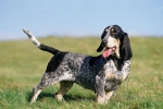 Basset bleu de Gascogne – rövid lábú, kék pettyes kopó
