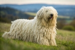 Komondor kutyafajta
