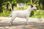 Bullterrier – izmos testű, jellegzetes fejű terrier