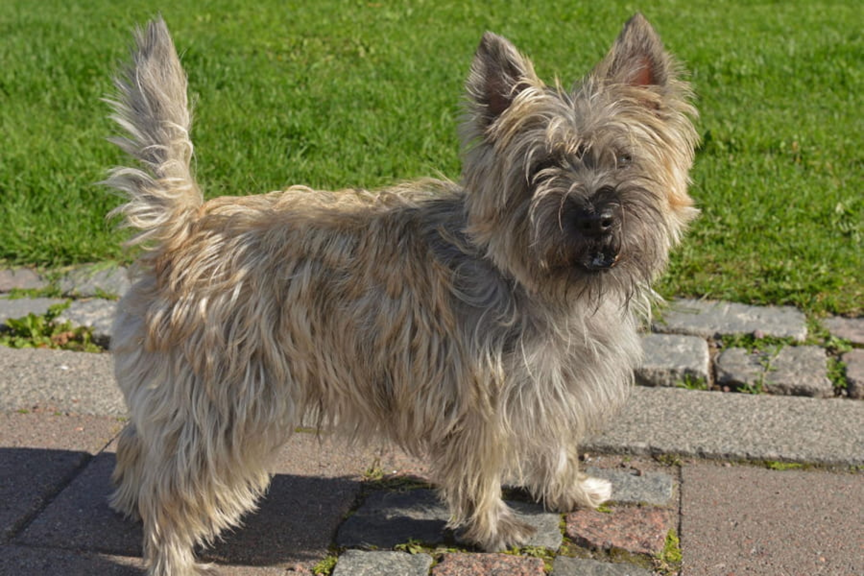 Cairn terrier