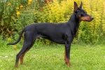 Manchester terrier kutyafajta