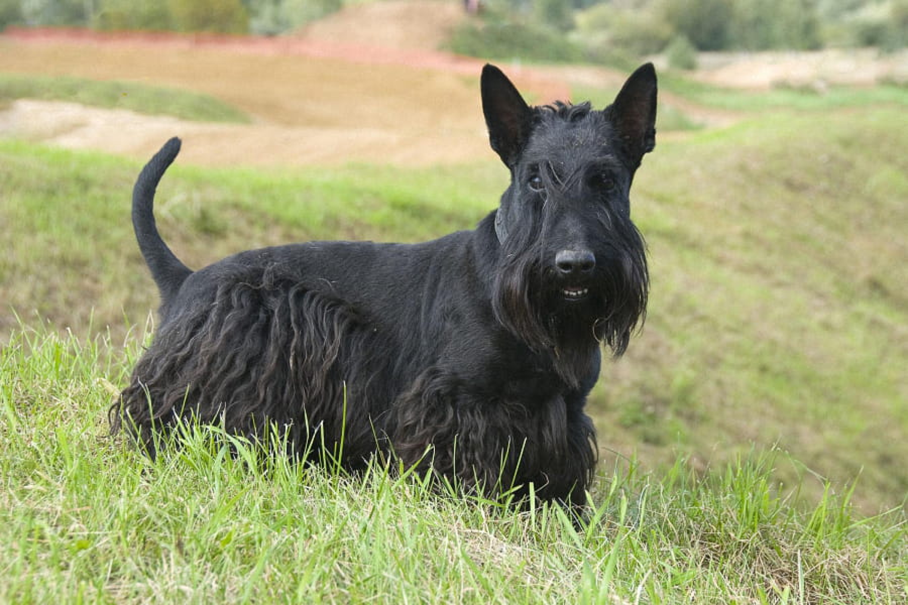 Skót terrier