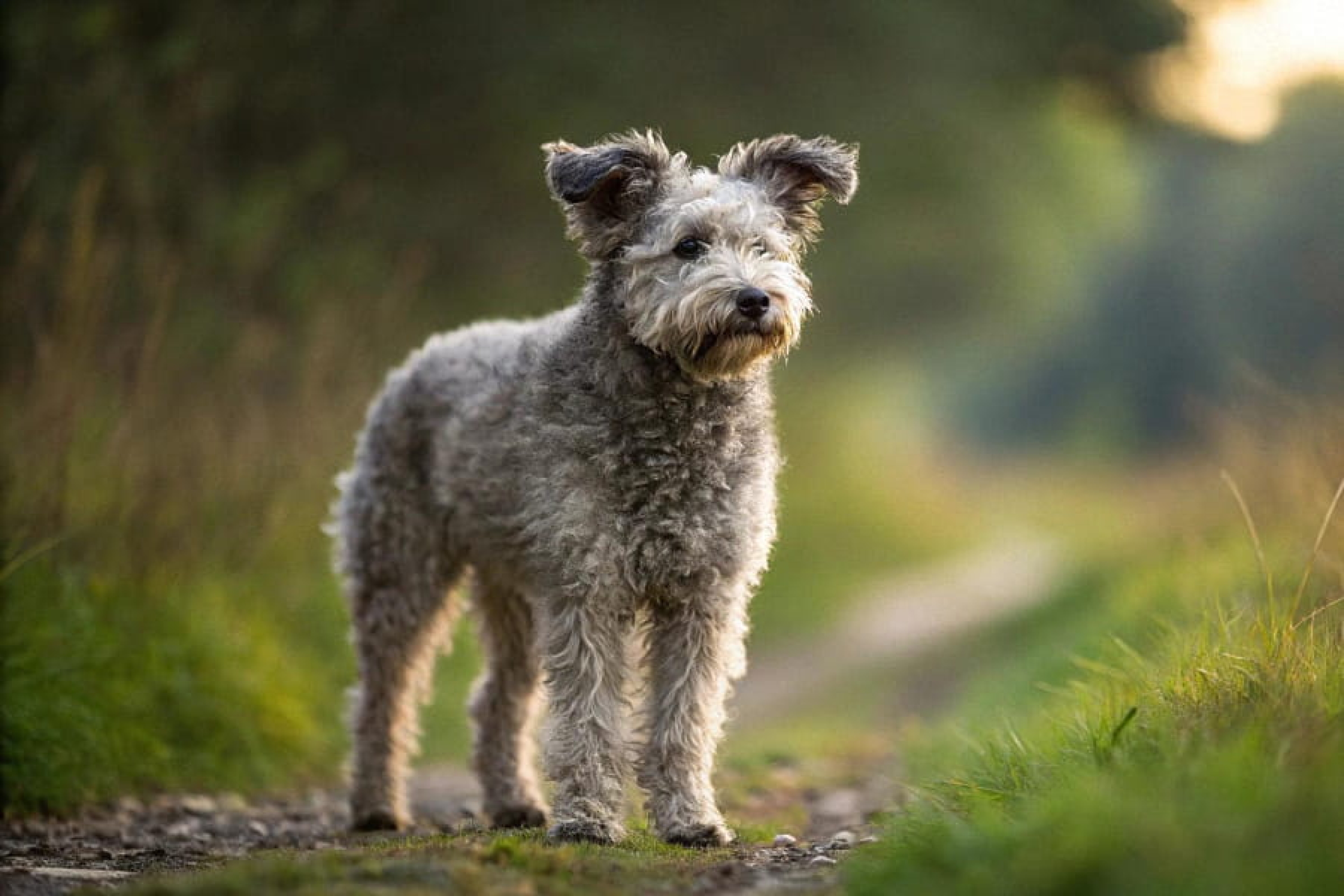 Pumi