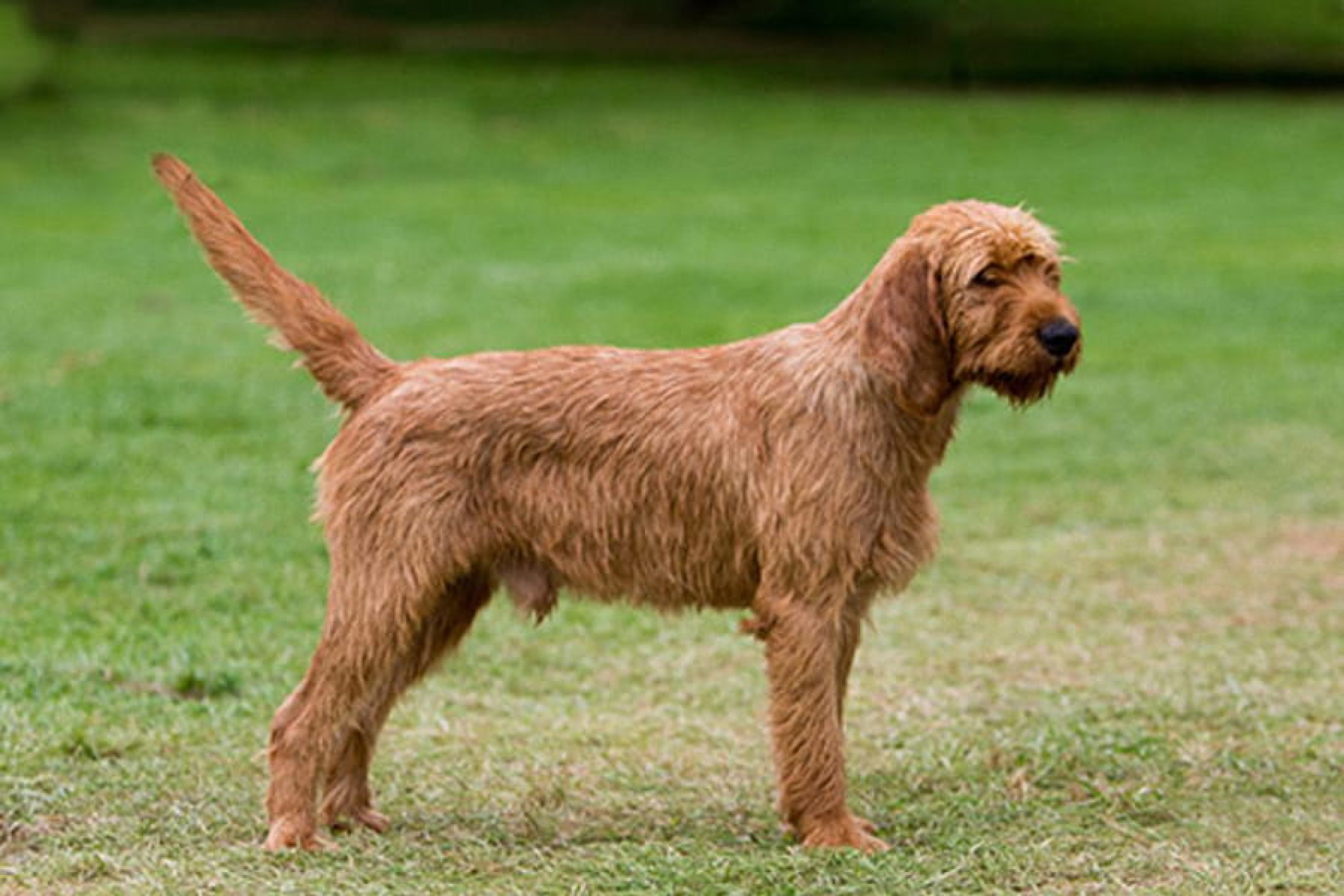 Griffon fauve de Bretagne