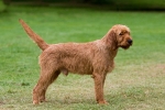 Griffon fauve de Bretagne kutyafajta