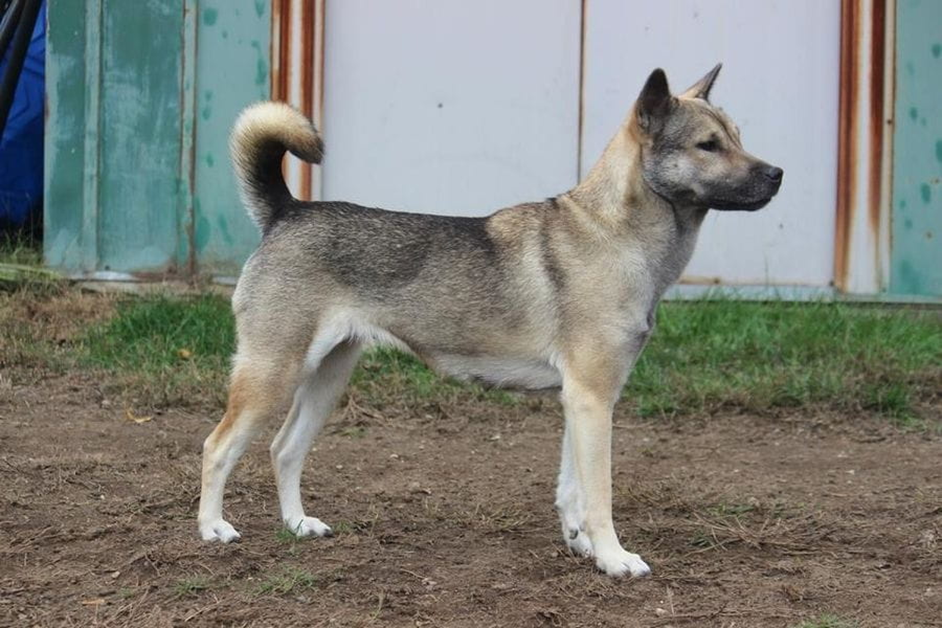 Kishu