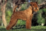 Lakeland terrier kutyafajta