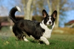 Welsh corgi (Cardigan) – hosszú testű, rövid lábú pásztorkutya