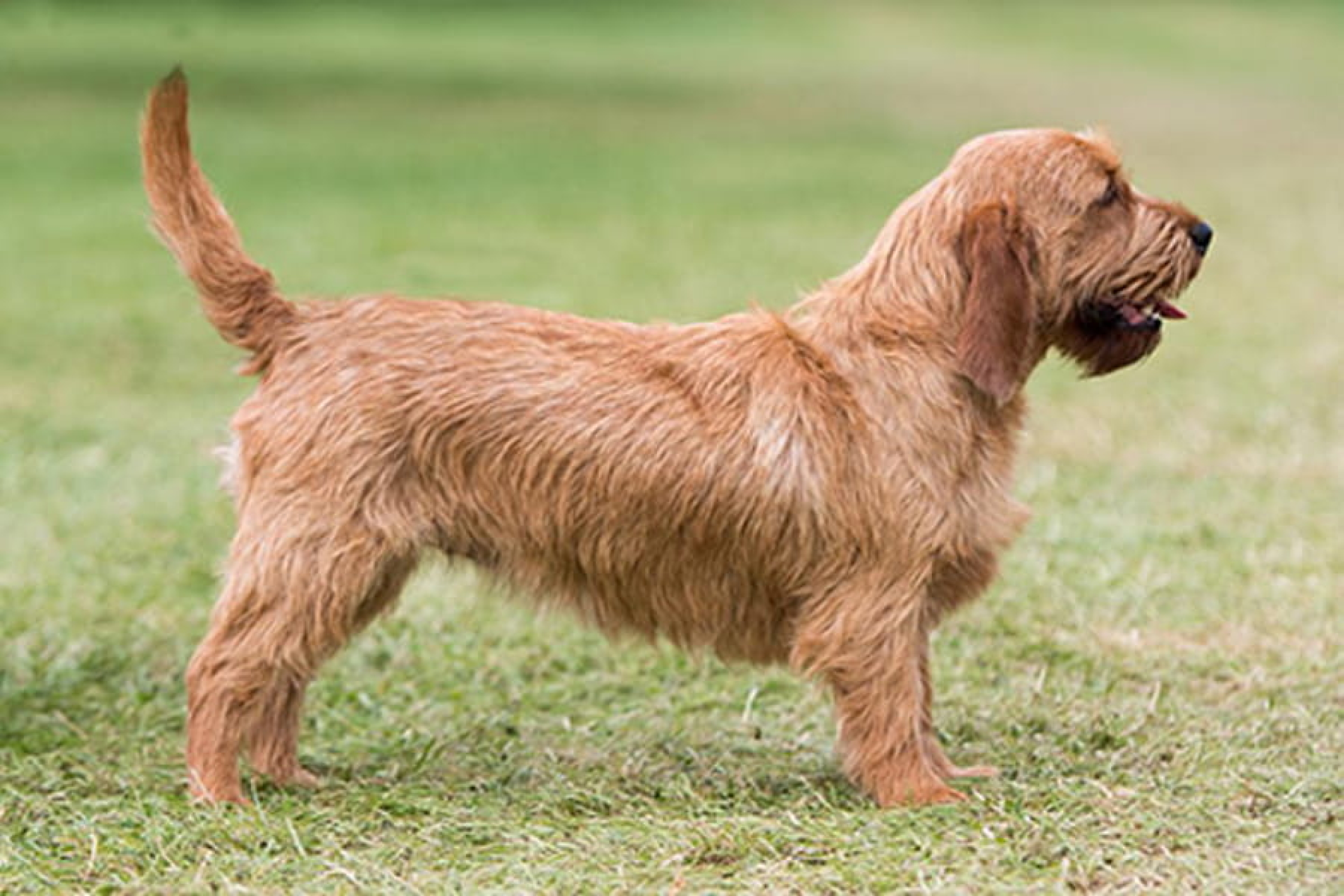 Basset fauve de Bretagne