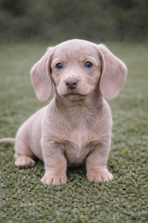 Isabella színű kölyökkutya