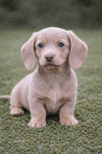 Isabella színű kölyökkutya