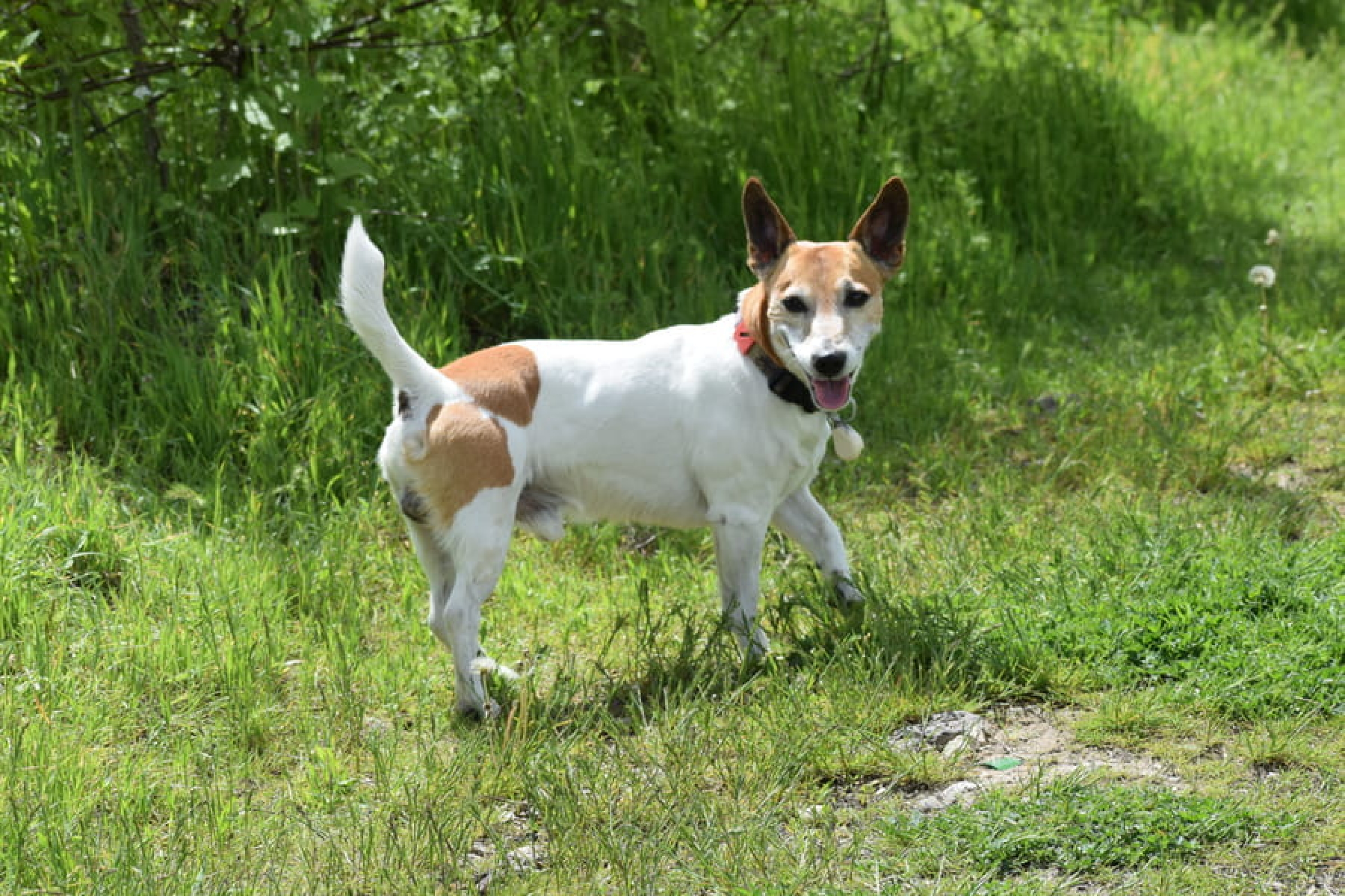 Jack Russell terrier