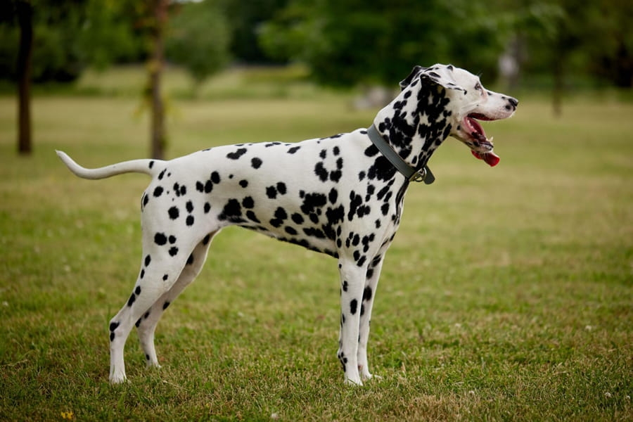 Dalmata – pöttyös szőrű, aktív kutya