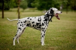Dalmata – pöttyös szőrű, aktív kutya