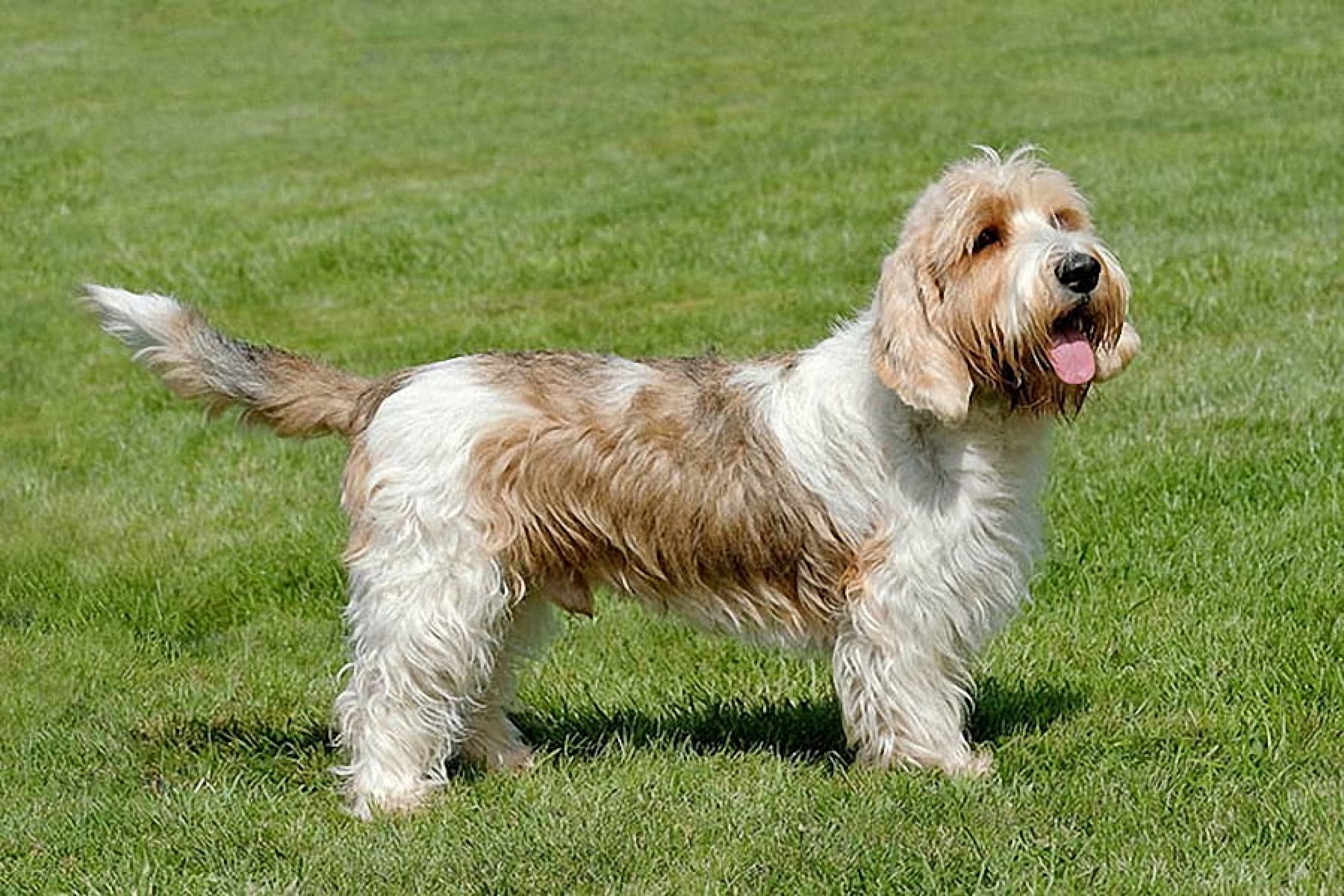 Petit basset griffon vendeen