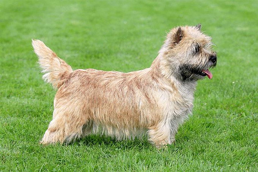 Norwich terrier kutyafajta