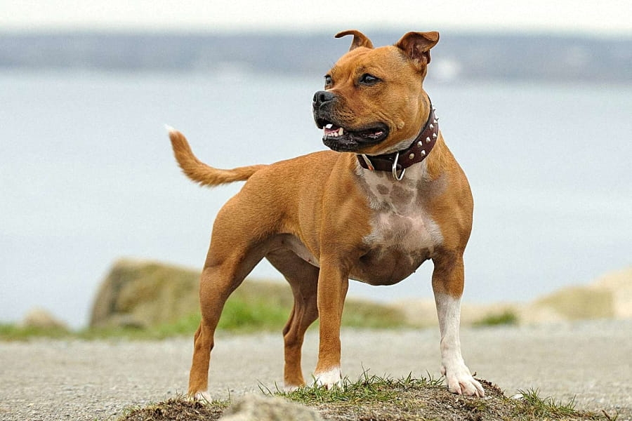 Staffordshire bullterrier kutyafajta