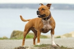 Staffordshire bullterrier kutyafajta