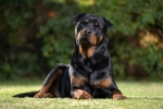 rottweiler álló testtartásban, teljes test profil nézetben